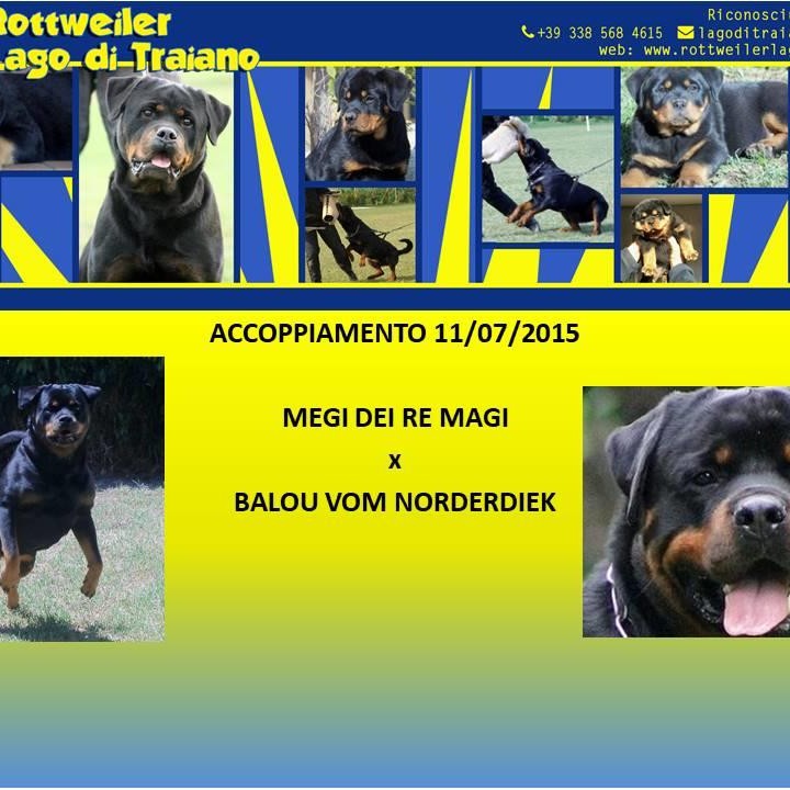 Megi dei Re Magi X Balou vom Norderdiek
