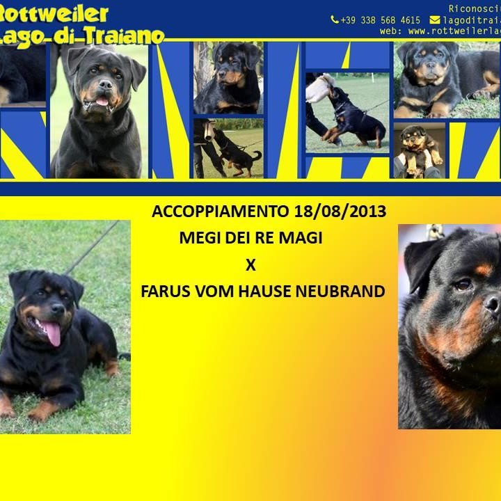 Megi dei Re Magi X Farus vom Hause Neubrand