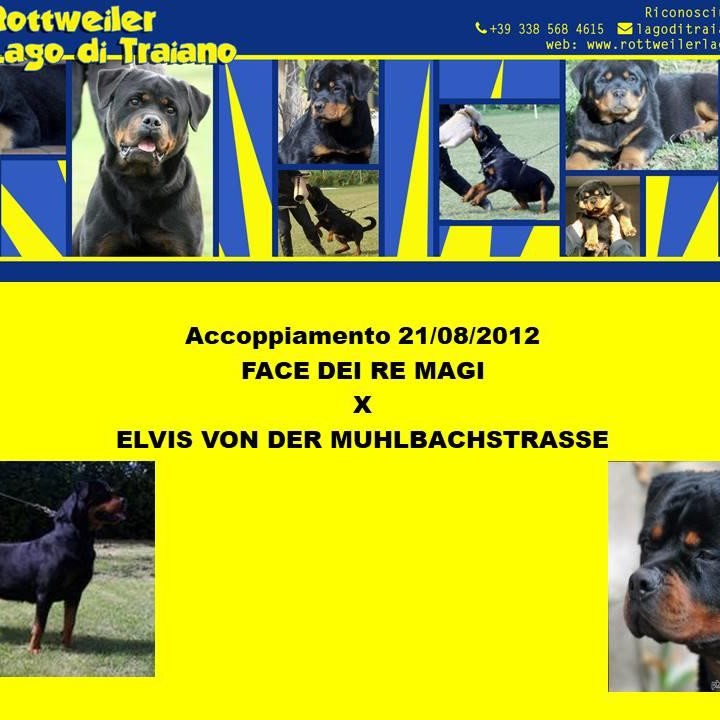 Face dei Re Magi X Elvis von der Muhlbachstrasse