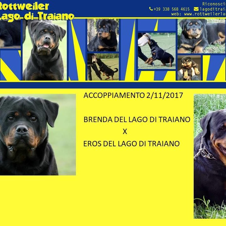Brenda del Lago di Traiano X Eros del Lago di Traiano