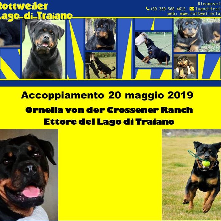 Ornella von der Crossener Ranch X Ettore del Lago di Traiano