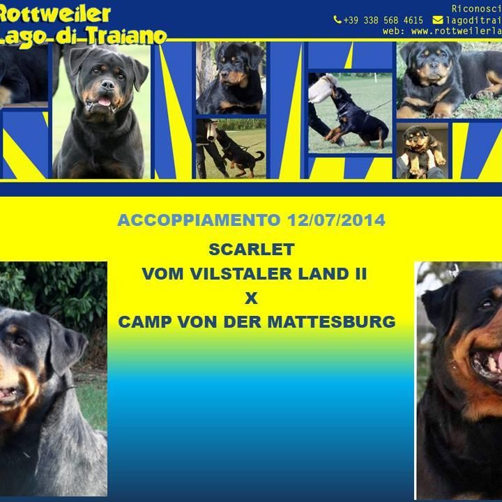 Scarlet vom Vilstaler Land II X Camp von der Mattesburg