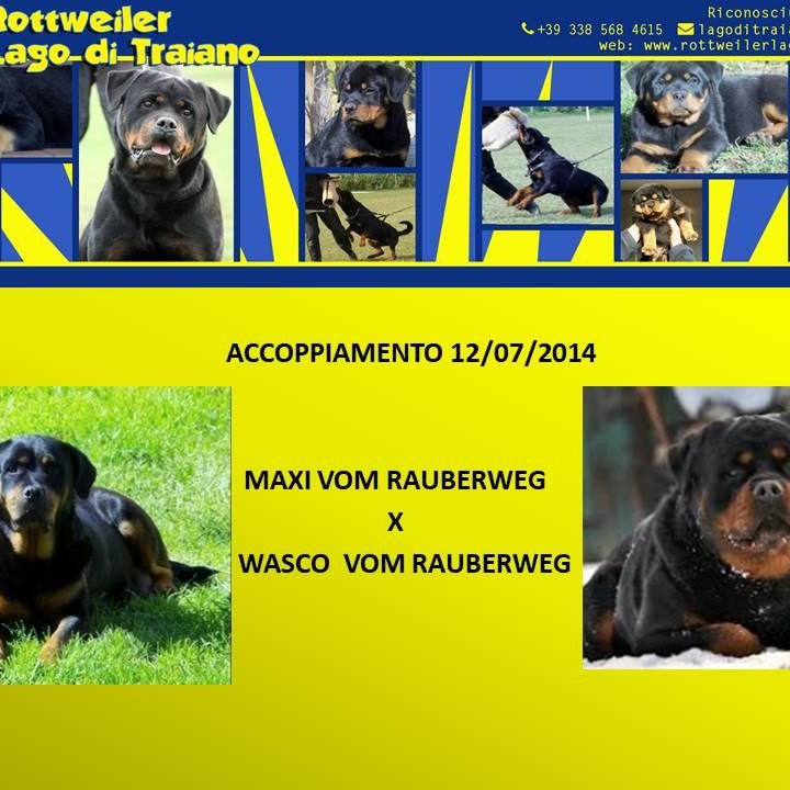 Maxi vom Rauberweg X Wasco vom Rauberweg