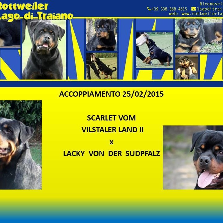 Scarlet vom Vilstaler Land II X Lacky von der Sudpfalz