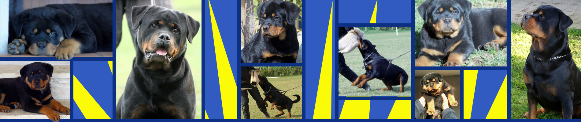 "Rottweiler Maschi